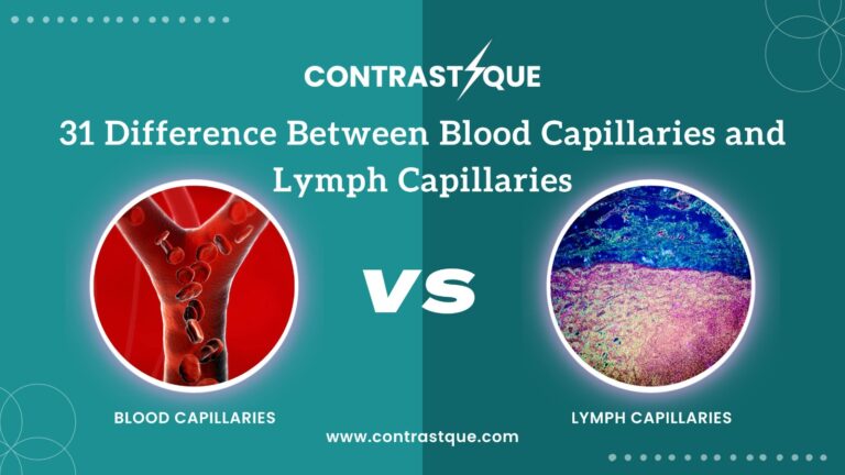 31 Difference Between Blood Capillaries and Lymph Capillaries