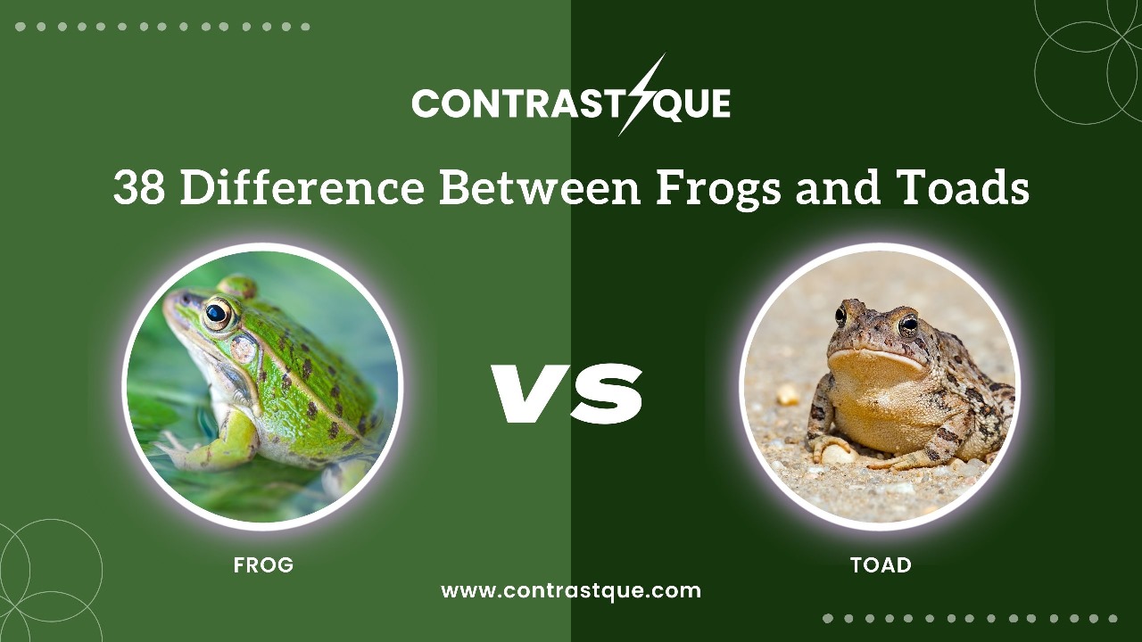 38 Difference Between Frogs and Toads