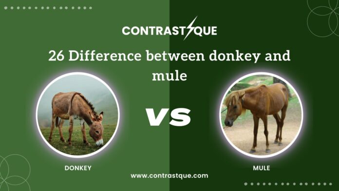 26 Difference between donkey and mule