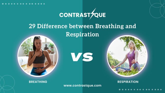 29 Difference between Breathing and Respiration