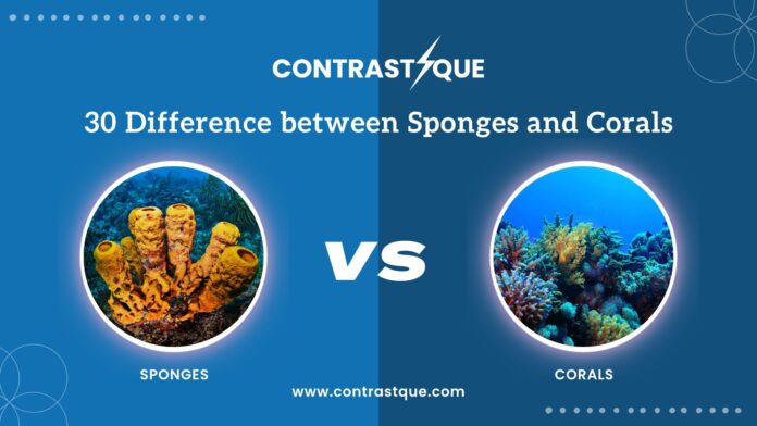 30 Difference between Sponges and Corals